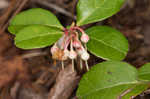 Eastern teaberry <BR>Wintergreen